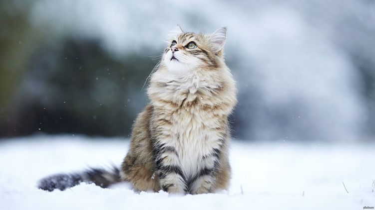 В Киеве ожидают слой мокрого снега до 6 см Фото: Pikabu