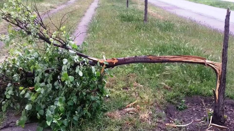 От непогоды пострадали молодые деревца и старые деревья. Фото: Facebook/ zelenbud