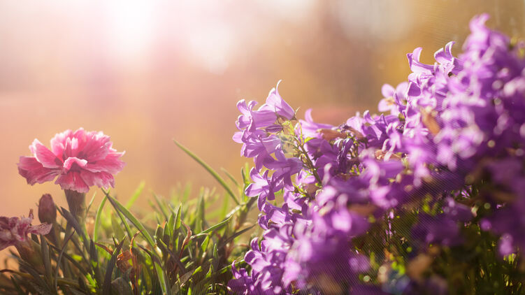 Как избавиться от аллергии. Фото: flickr.com