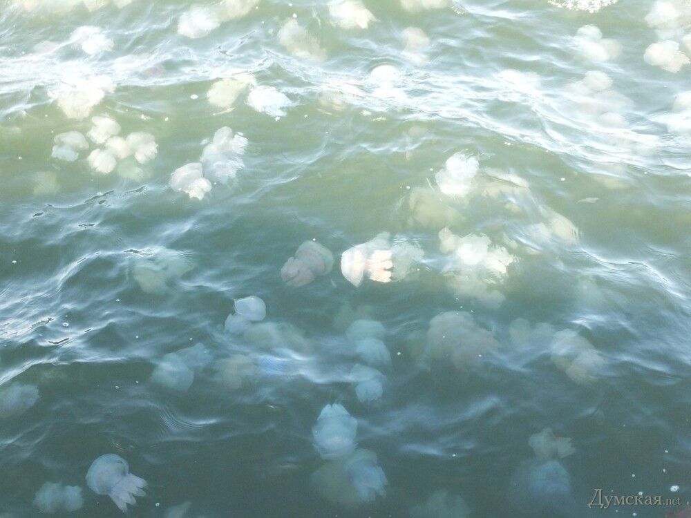 Медузы в Черном море. Фото: "Думская"