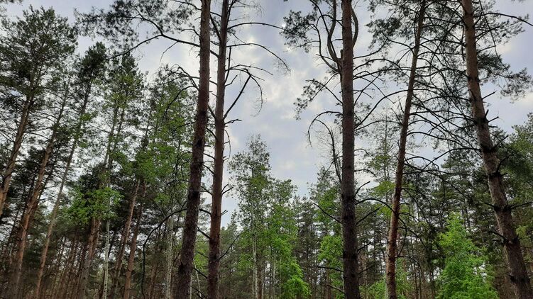 До конца недели дождей в Украине не обещают. Фото: Страна