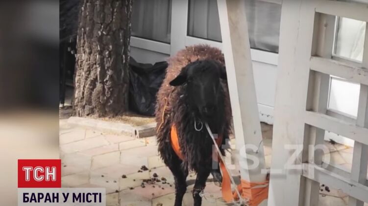 Валеру хотят сделать талисманом ресторана. Скриншот из видео