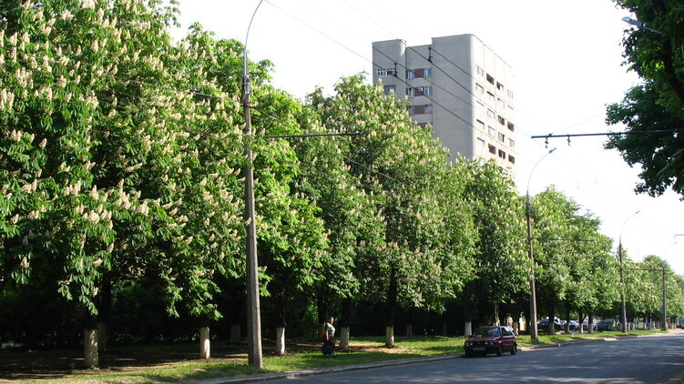Проспекту в Харькове вернули имя Жукова. Фото: Википедия