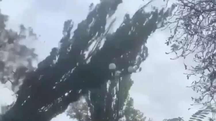 Дерево внезапно упало прямо на дорогу. Кадр с видео