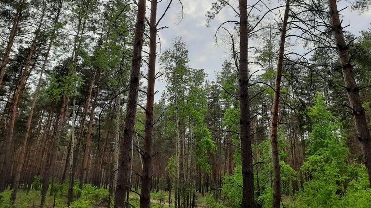 В Украине не успевают высаживать деревья темпами, которые были заявлены Зеленским. Фото: Страна